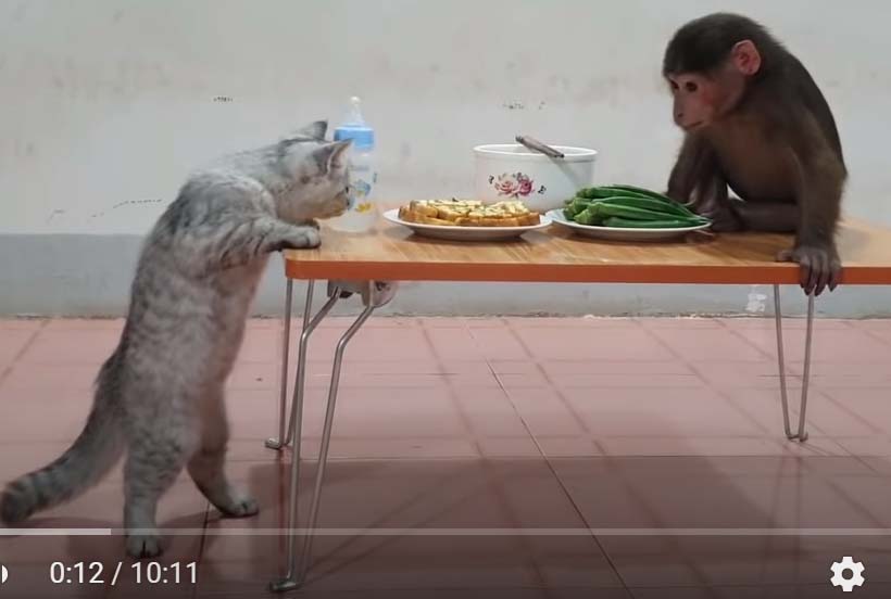 обезьянка Ду и кот Мин