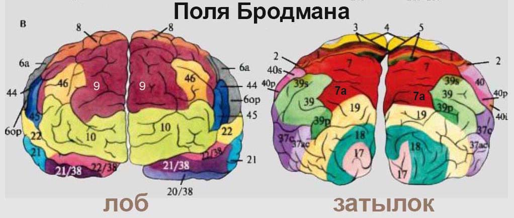 Поля бродмана