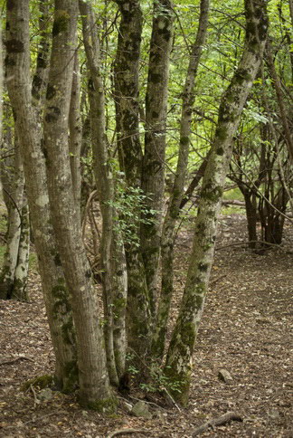 multitrunk_tree